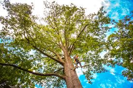 Best Stump Grinding and Removal  in Gig Harbor, WA