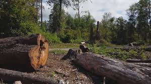Best Tree Trimming and Pruning  in Gig Harbor, WA