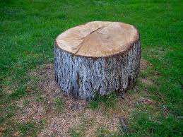 Best Lot and Land Clearing  in Gig Harbor, WA
