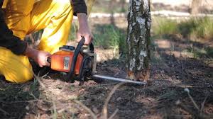 How Our Tree Care Process Works  in  Gig Harbor, WA