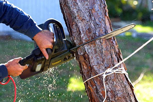 Best Lawn Disease Treatment  in Gig Harbor, WA