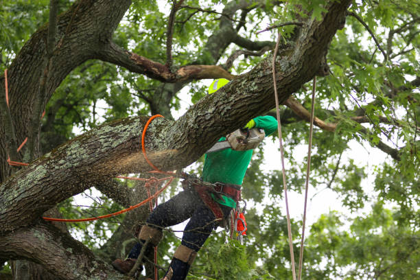 Best Hazardous Tree Removal  in Gig Harbor, WA