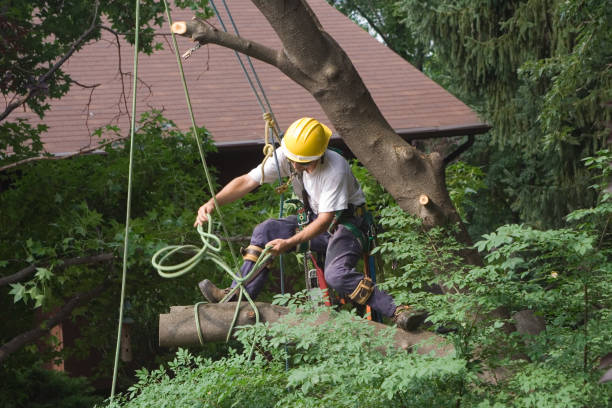 Best Tree Preservation Services  in Gig Harbor, WA