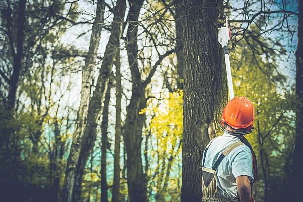 Professional Tree Care in Gig Harbor, WA