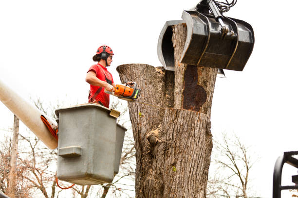 Best Tree Maintenance Programs  in Gig Harbor, WA